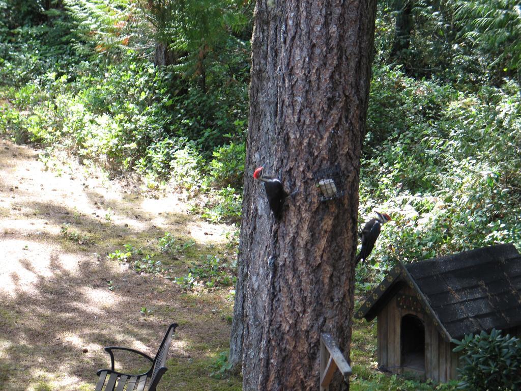 Cedar Song B&B パークスビル エクステリア 写真